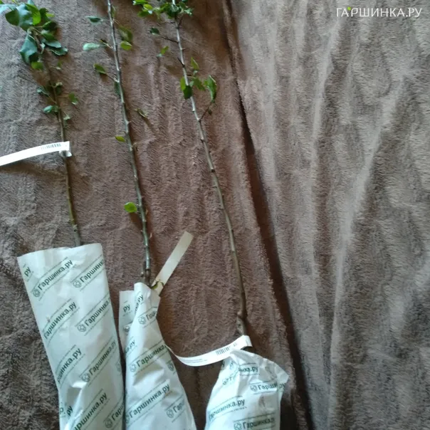 превью изображения отзыва