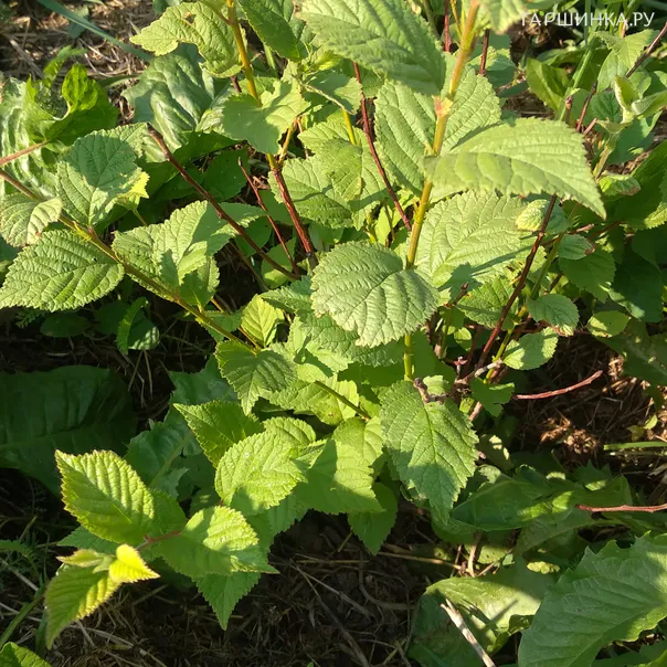 превью изображения отзыва