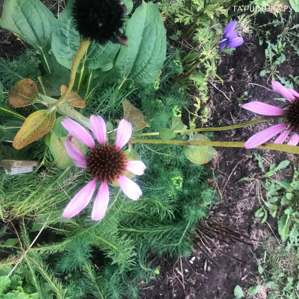 превью изображения отзыва