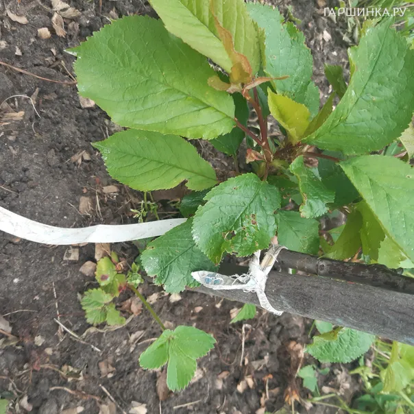 превью изображения отзыва