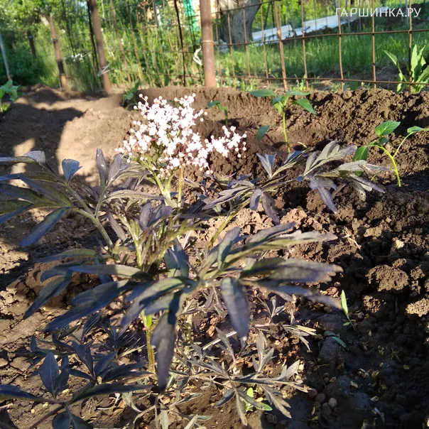 превью изображения отзыва