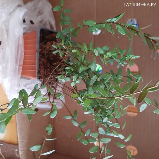 превью изображения отзыва