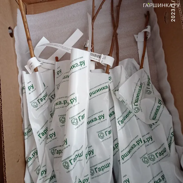 превью изображения отзыва