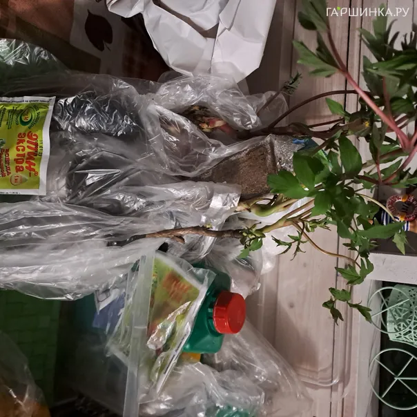 превью изображения отзыва