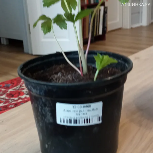 превью изображения отзыва