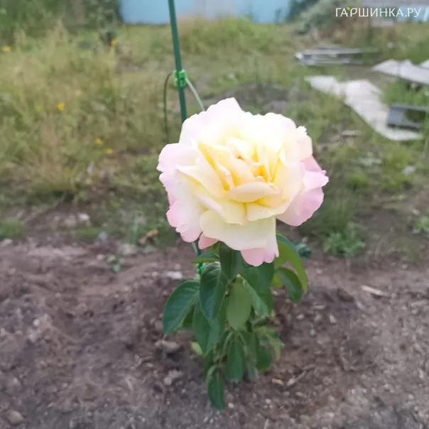 превью изображения отзыва