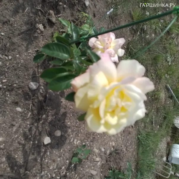 превью изображения отзыва