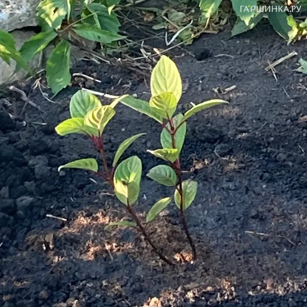 превью изображения отзыва