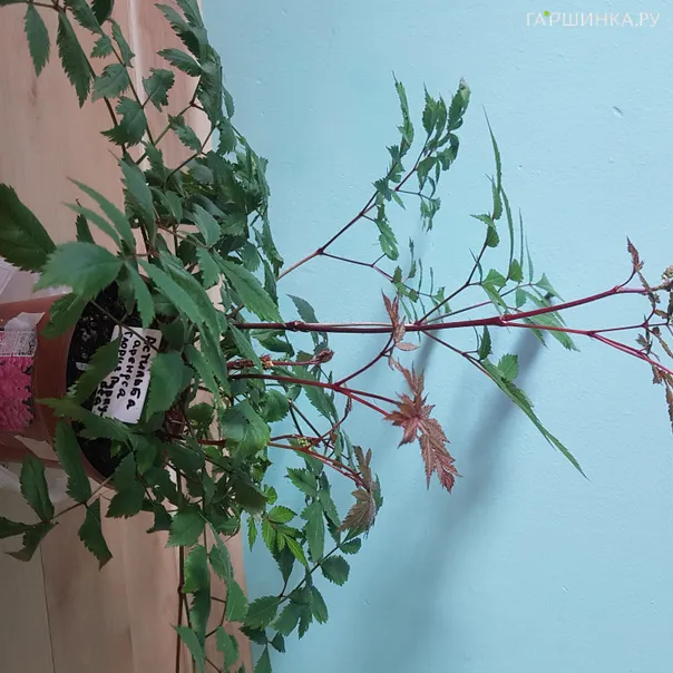 превью изображения отзыва