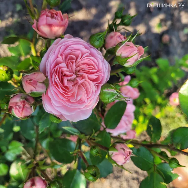 превью изображения отзыва