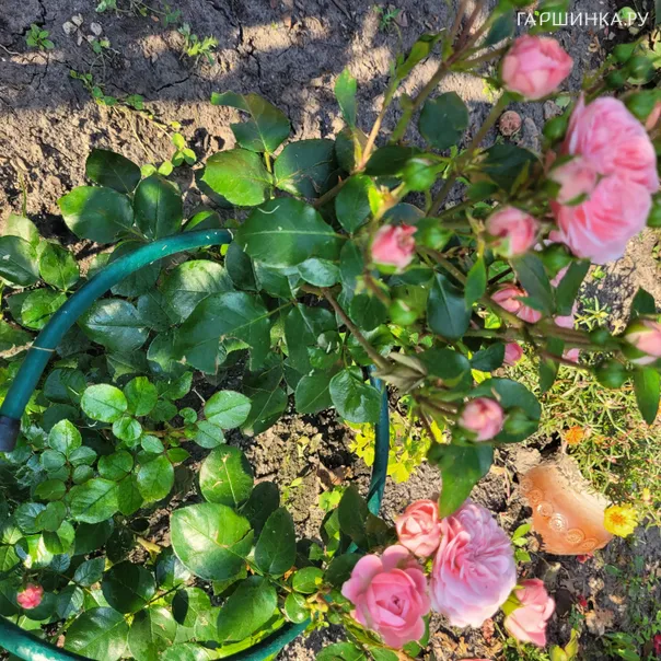 превью изображения отзыва