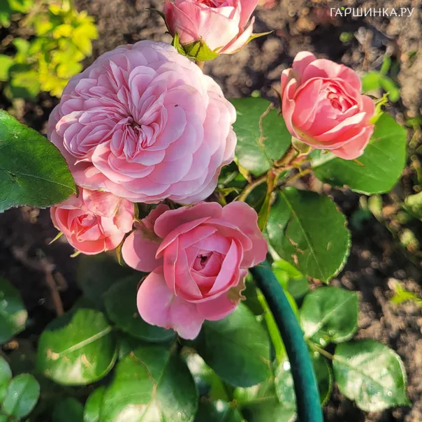 превью изображения отзыва