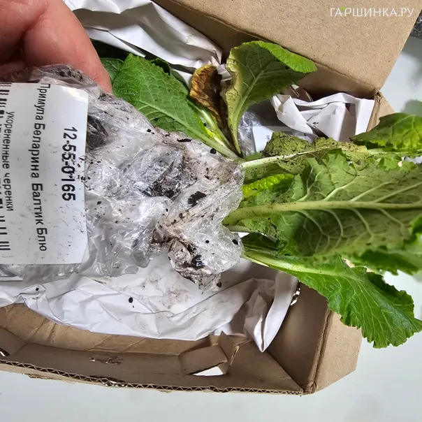 превью изображения отзыва