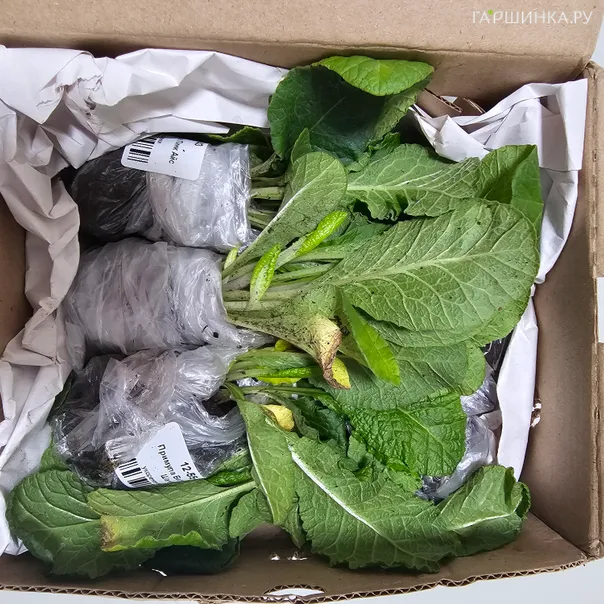 превью изображения отзыва