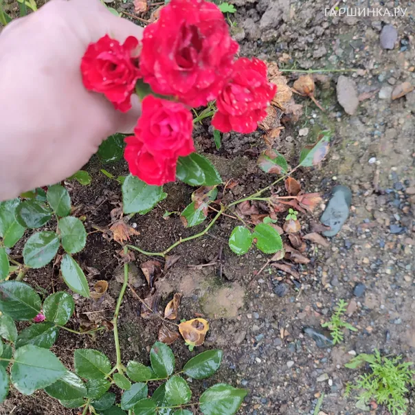 превью изображения отзыва