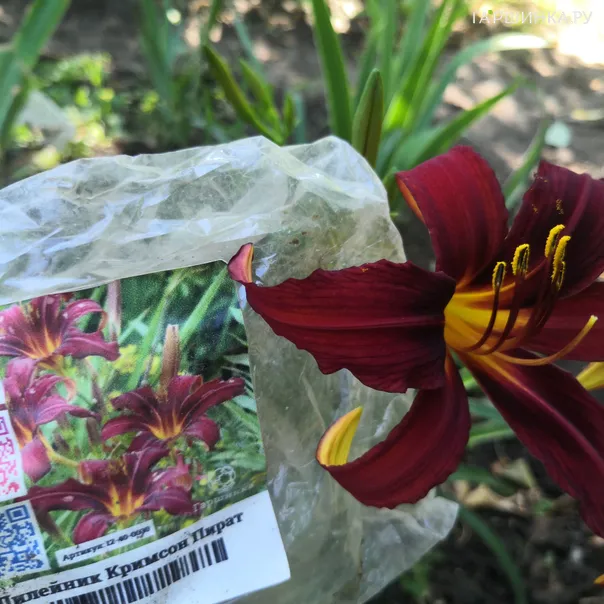 превью изображения отзыва