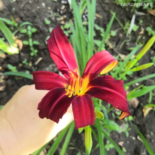 превью изображения отзыва