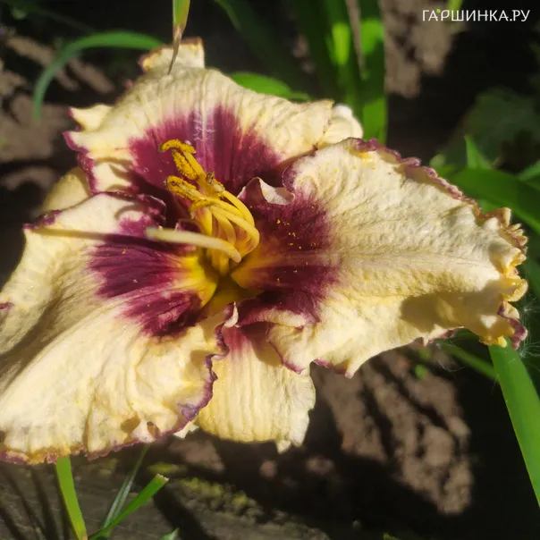 превью изображения отзыва