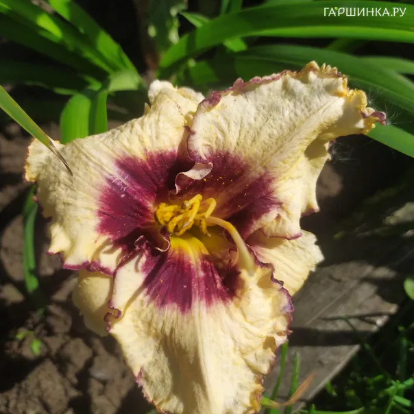 превью изображения отзыва