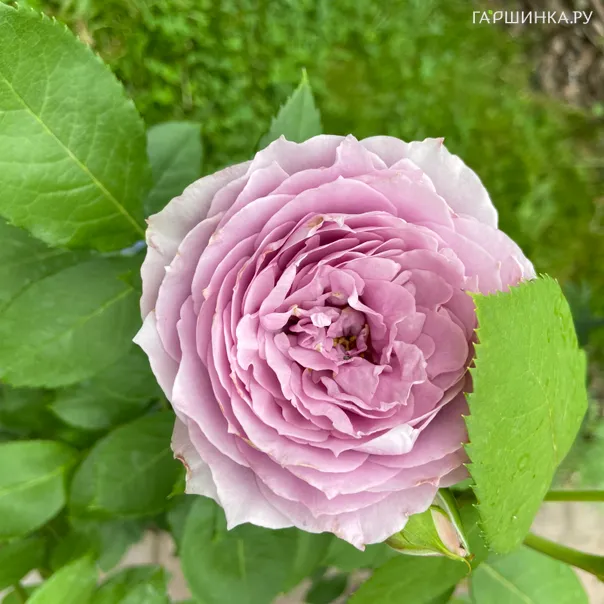 превью изображения отзыва