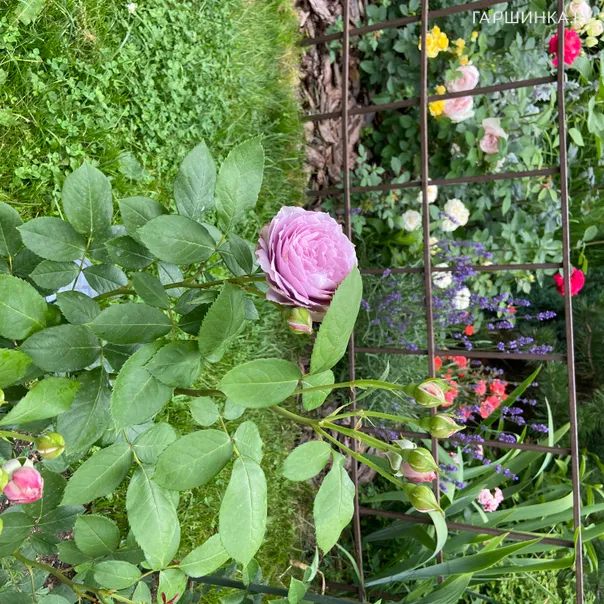 превью изображения отзыва