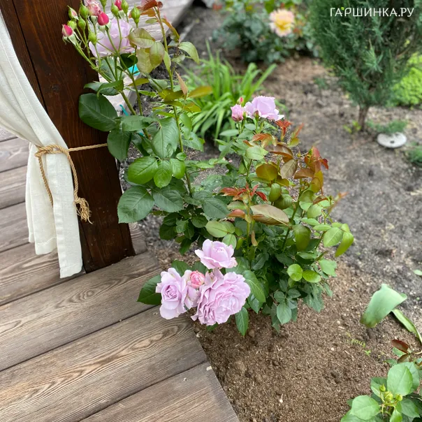 превью изображения отзыва