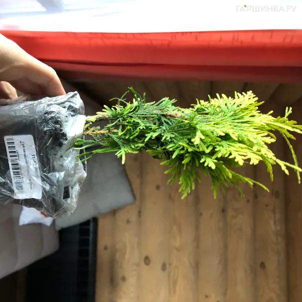 превью изображения отзыва