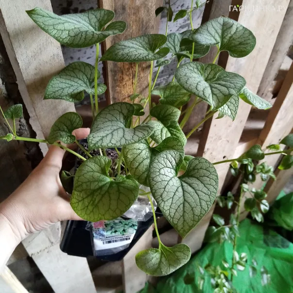 превью изображения отзыва