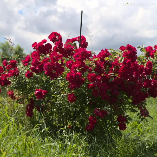 превью изображения отзыва