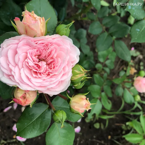 превью изображения отзыва