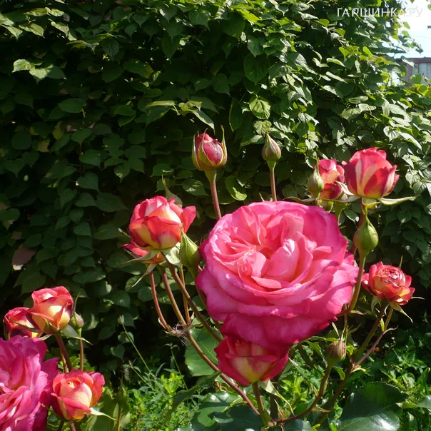 превью изображения отзыва