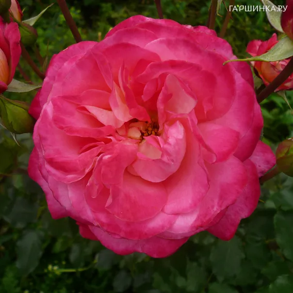 превью изображения отзыва