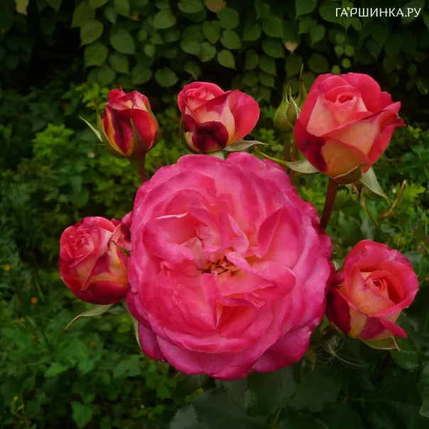 превью изображения отзыва