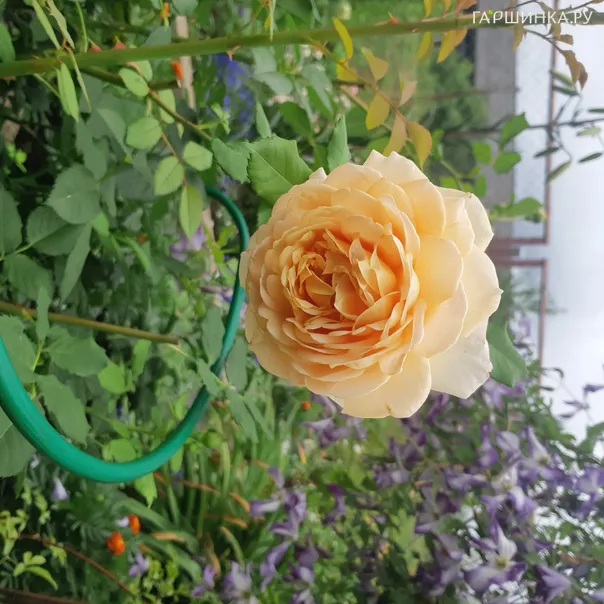 превью изображения отзыва