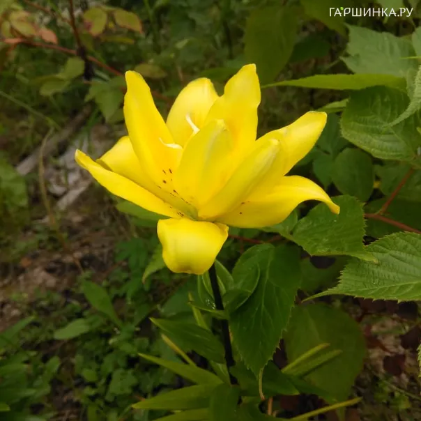 превью изображения отзыва