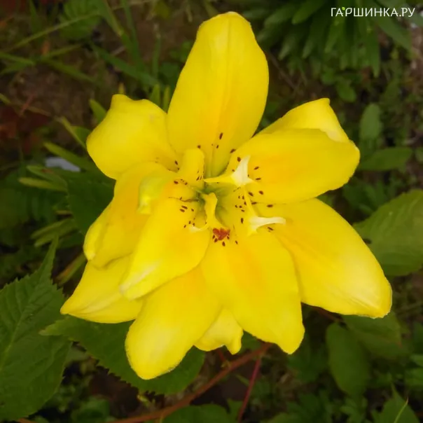 превью изображения отзыва