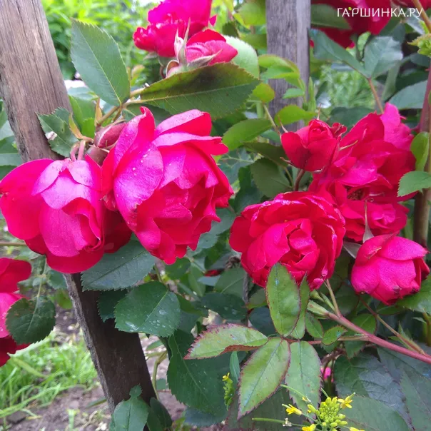 превью изображения отзыва