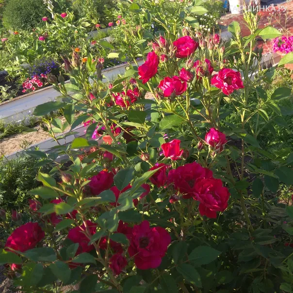 превью изображения отзыва