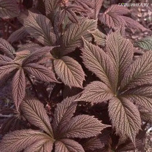Роджерсия Шоколате Вингс перистая