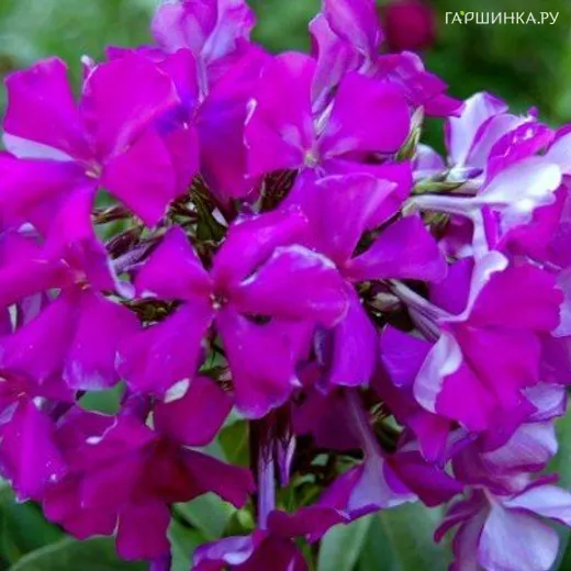 Флокс Шансон