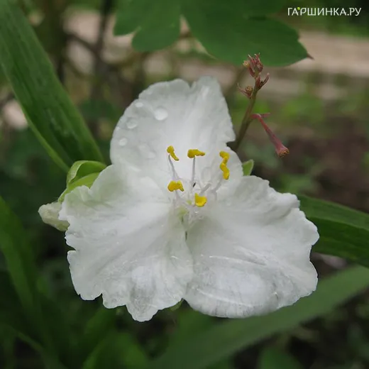 Традесканция Инносенс