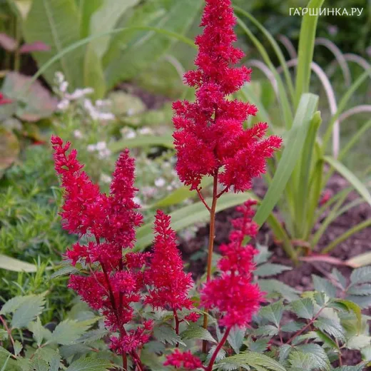 Астильба Арендса Спартан