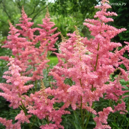 Астильба арендса Анита Пфайфер