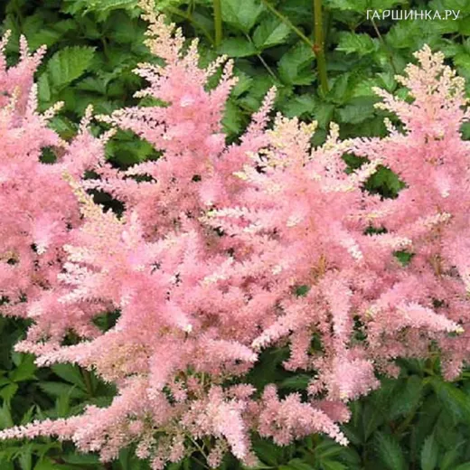 Астильба Арендса Элизабет Блум