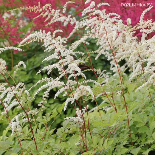 Астильба Тунберга Профессор ван ден Вилен