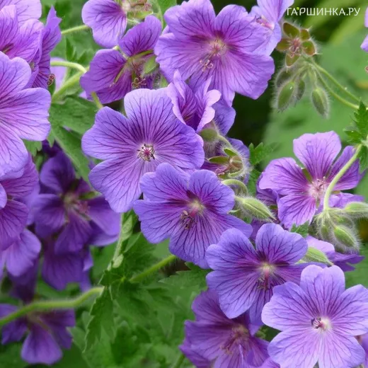 Герань садовая Кашмир Пурпл