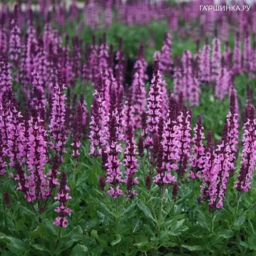 Шалфей (Сальвия) Нью Дименшн Роуз