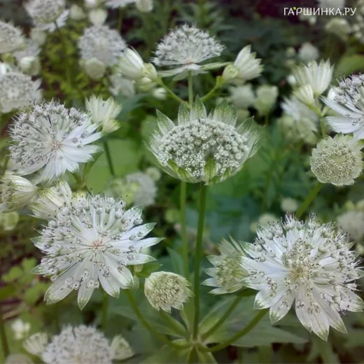 Астранция Даймонд Вайт крупная