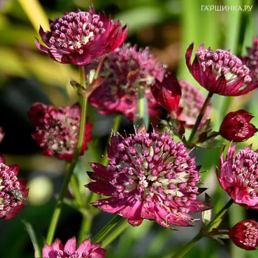 Астранция Мулин Руж