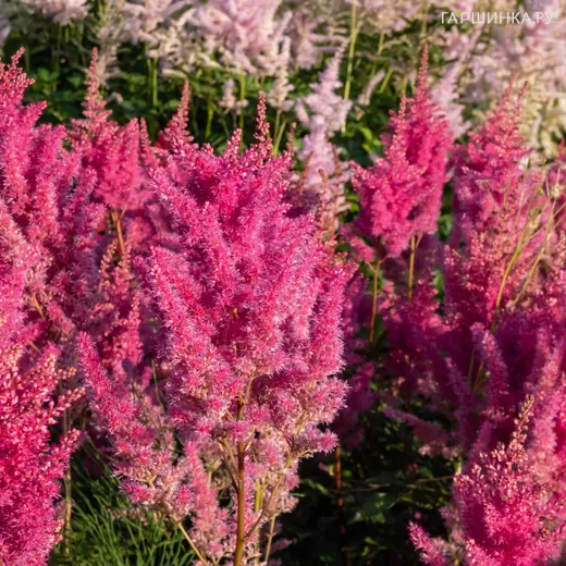 Астильба Арендса Глория Пурпуреа